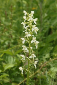 Greater Butterfly  Orchid, Plantanthera clorantha, Alan Prowse